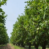 關于印發健康扶貧三年攻堅行動實施方案的通知